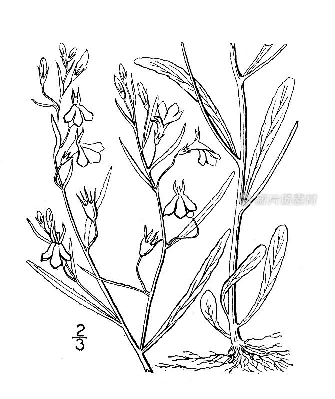 古植物学植物插图:半边莲Kalmii, Kalm的半边莲